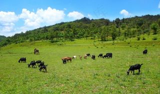 草地上的羊群图片
