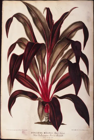 花草 植物 钢笔画 西洋美术_00...