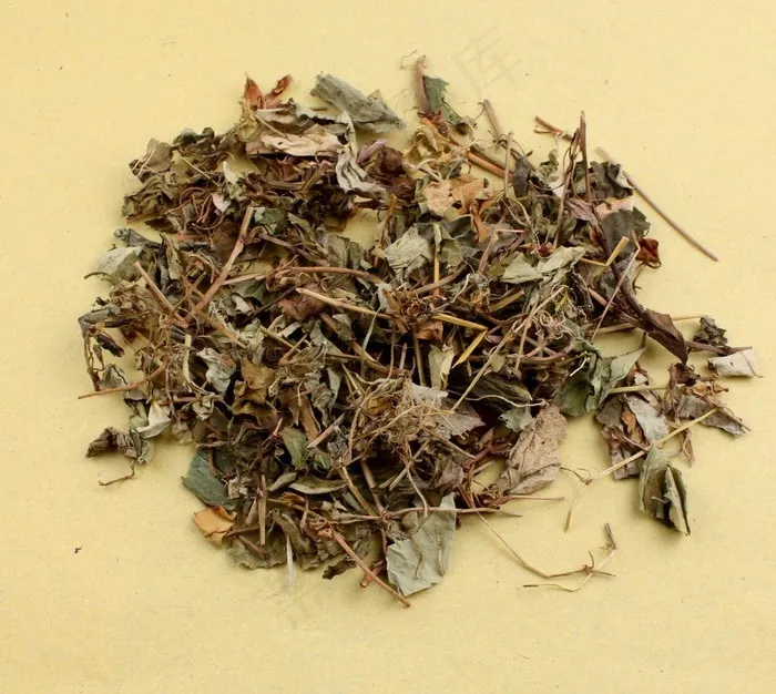 金钱草图片