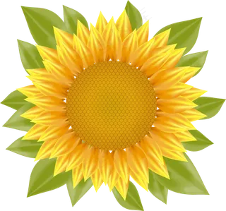 向日葵阳光教育培训海报背景元素下载