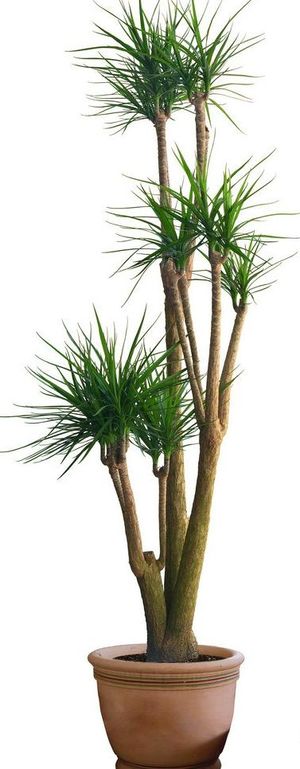 三色铁植物素材图片