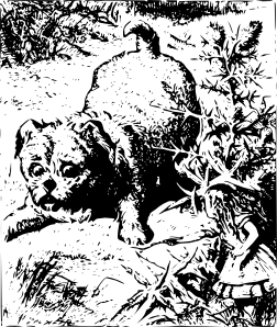 小狗的剪辑艺术