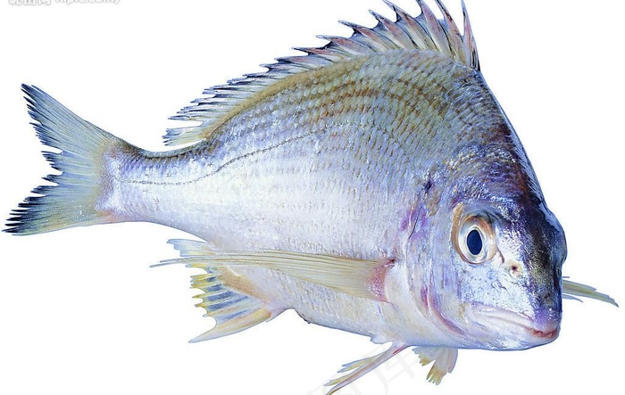 水产食材（高精）图片