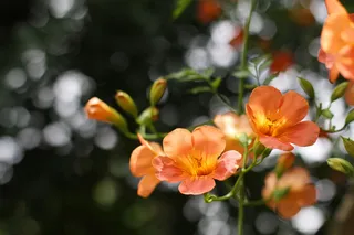 高清花卉禅意插图