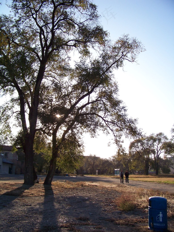 阳光下的树图片