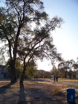 阳光下的树图片