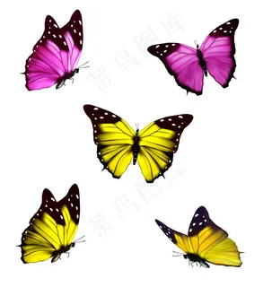 花蝴蝶矢量素材