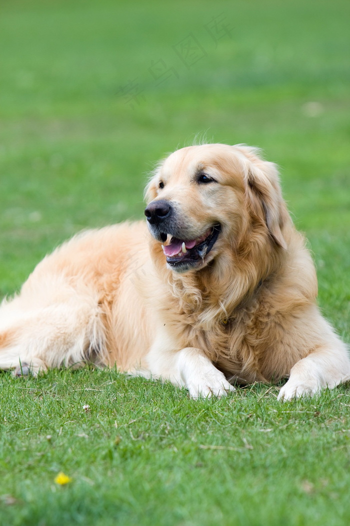 草地上金毛犬图片