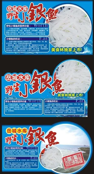 野生小银鱼图片