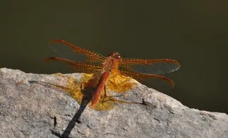 水边的蜻蜓图片