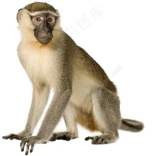 猴子高清图片(扣好的) 猴子高清图片(扣好的)