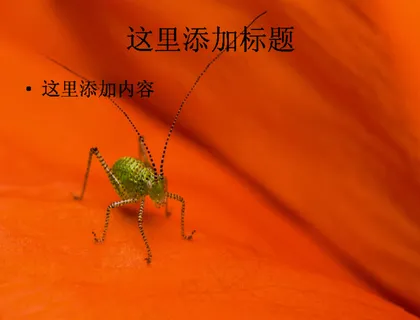 夏日蝗虫高清PPT(6)