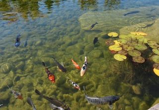 鲤鱼观赏鱼图片