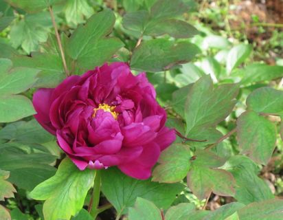 淡雅植物风信纸模板