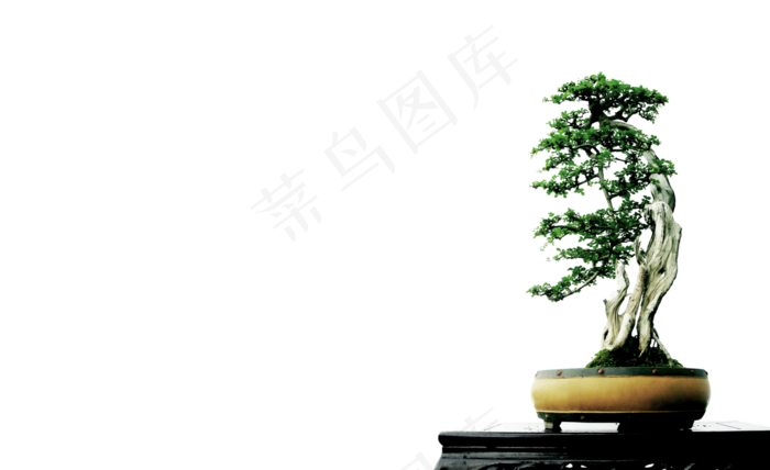 盆栽迎客松植物png图片素材