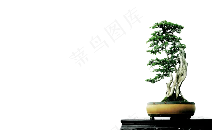 盆栽迎客松植物png图片素材psd模版下载