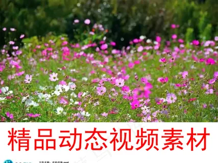 实拍花海花卉园艺风光视频