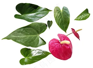 绿叶红掌花叶子实拍免扣