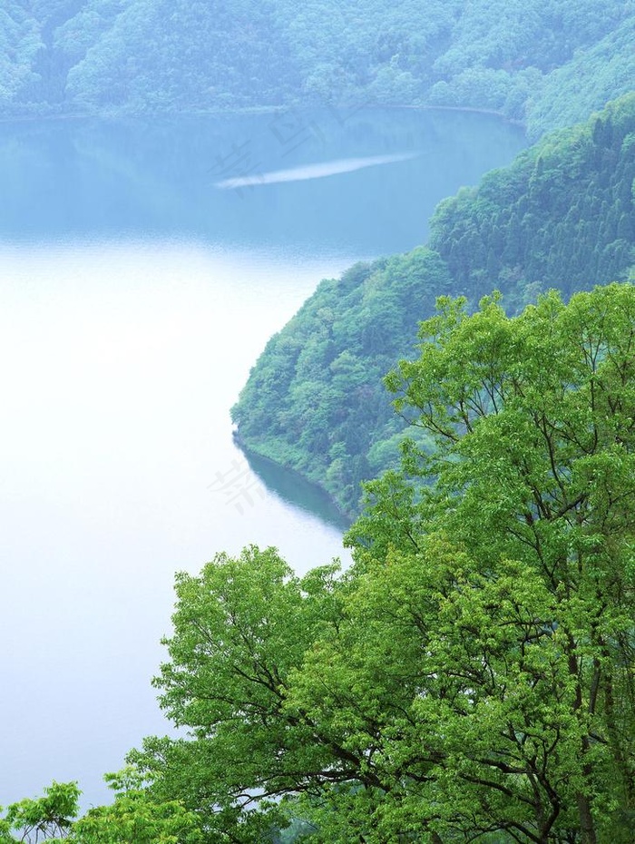 高山树林河水图片