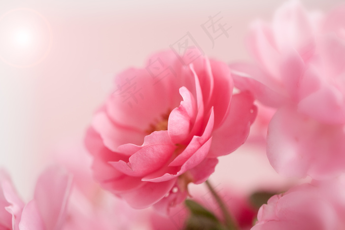 粉色玫瑰花静物设计素材