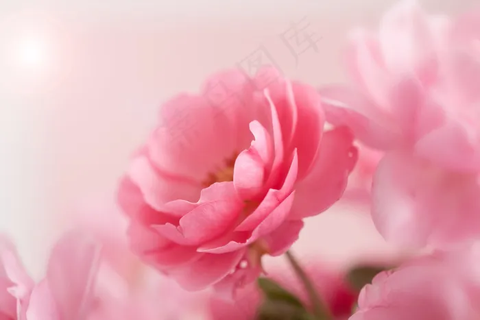 粉色玫瑰花静物设计素材