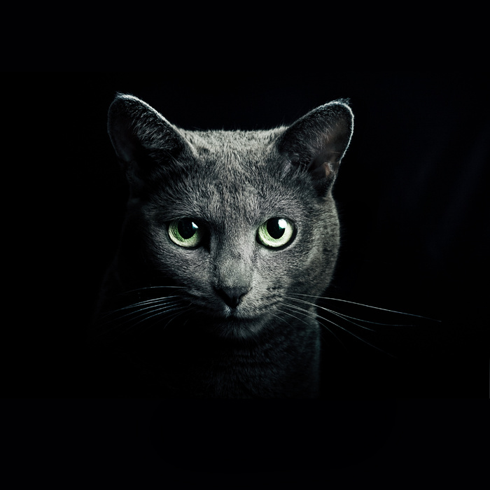 黑猫摄影图片
