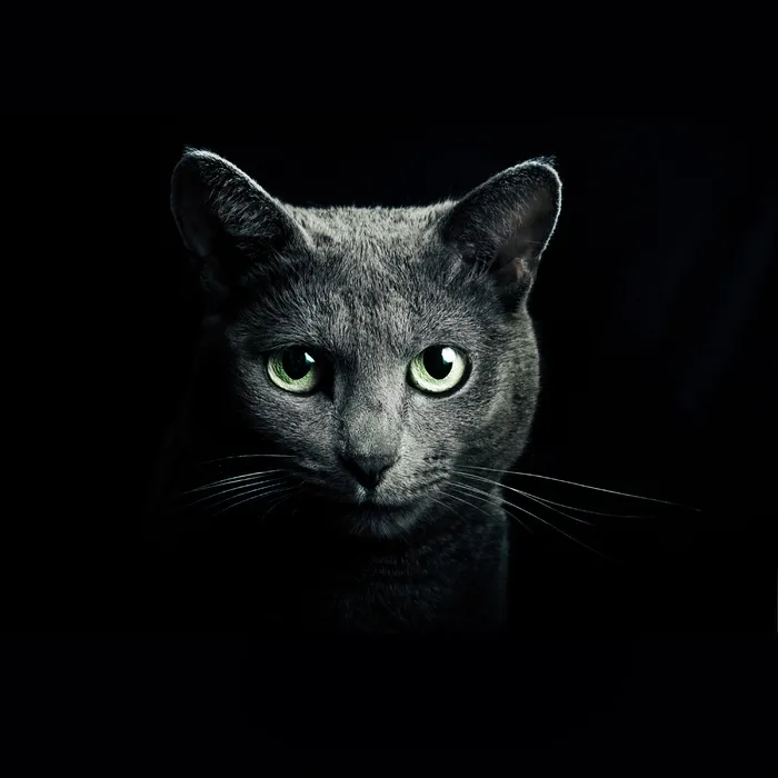 黑猫摄影图片