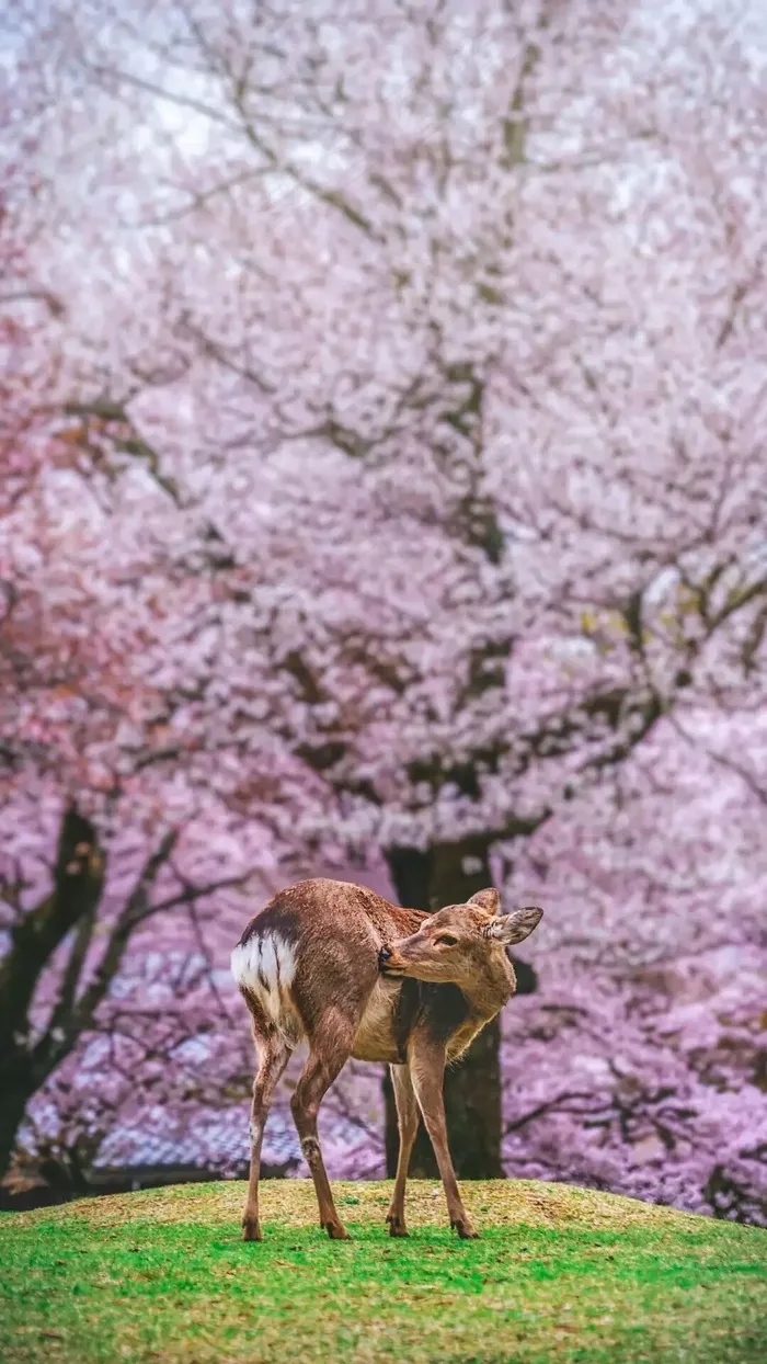 鹿高清摄影图片