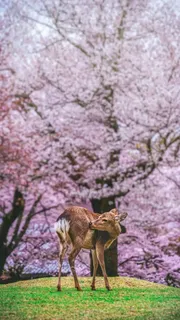 鹿高清摄影图片