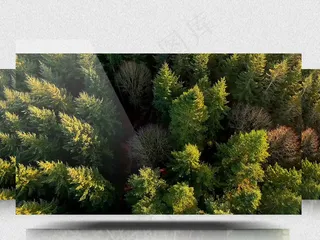 航拍树木森林大自然视频CC0