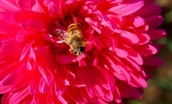 蜜蜂与花朵图片