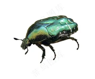 金龟甲免抠素材PSD分层