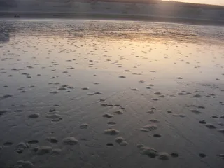 海滩小生命图片