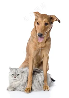 趴在狗狗身下的猫咪图片 趴在狗狗身下的猫咪图片
