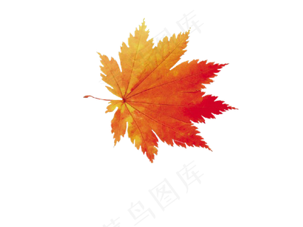 单片枫叶植物元素