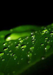 树叶上的水珠图片 树叶上的水珠图片