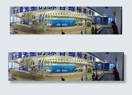 厦门海洋馆抹香鲸骨架图片