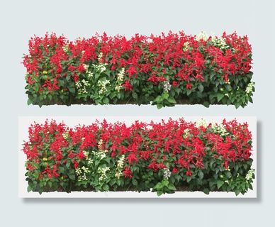 装饰花簇抠图素材