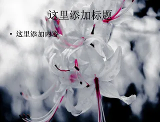 夏日清新植物PPT(9)