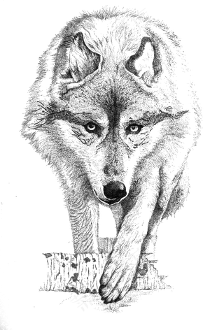 2手绘的狼
