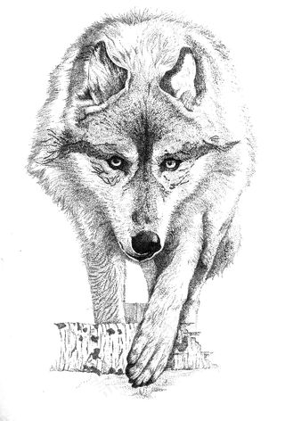 2手绘的狼