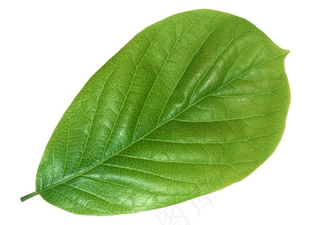 玉兰科植物叶片psd模版下载