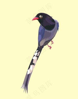 鸟类装饰插画