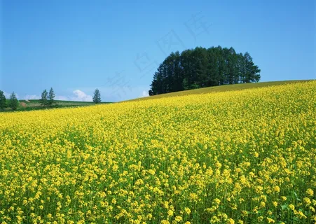 一片黄色油菜花图片 一片黄色油菜花图片