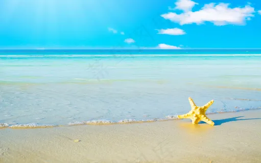 海星图片 海星图片