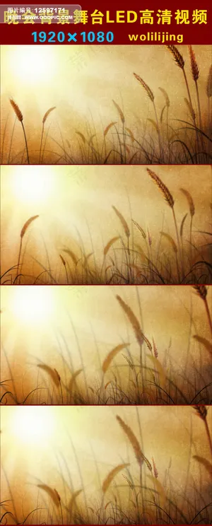 阳光照射麦穗晚会背景LED高清视频 阳光照射麦穗晚会背景LED高清视频