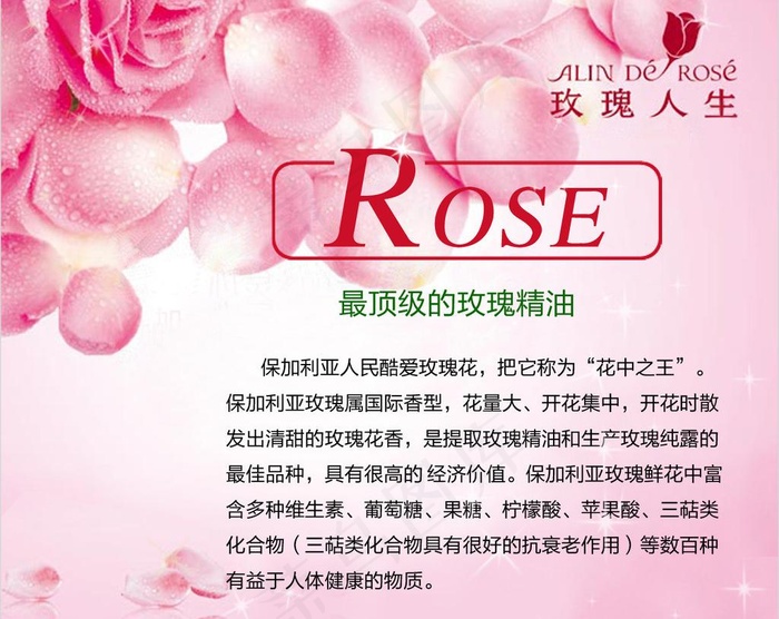 玫瑰图片psd模版下载