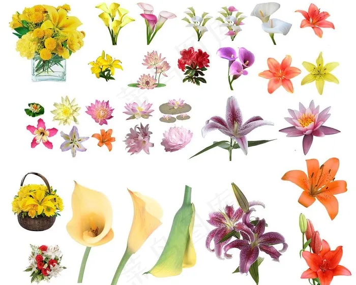 各种花卉图片