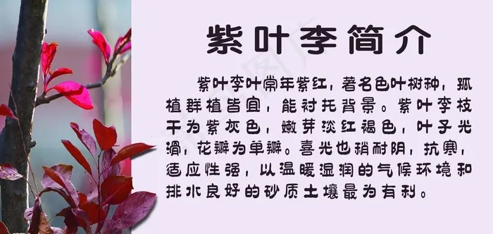 紫叶李 休闲园图片psd模版下载