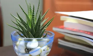 办公室盆栽图片